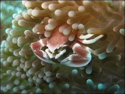 Attention, fragile si l'on en croit son nom ! Il est de taille minuscule et sa carapace lisse et brillante se pare de couleurs d&eacute;licates.