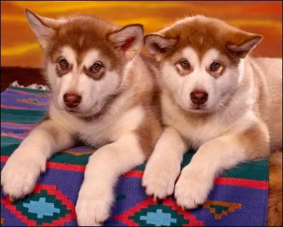 Au moment de réserver tes vacances à la mer, tu découvres que les chiens ne sont pas admis. Que fais-tu ?