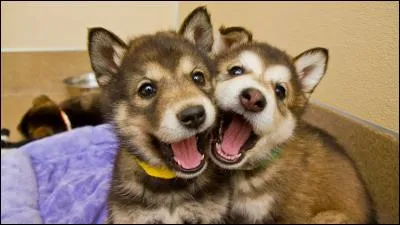 Lors d'une séance de jeu, ton chien te mord subitement ...