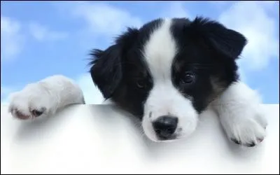 La raison pour laquelle tu possèdes un chien est ...