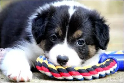 Si en te promenant dans la rue, tu voyais un chien abandonné, que ferais-tu ?