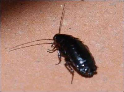 Parmi ces insectes, où est la "blatte" qui peut infester une maison ?