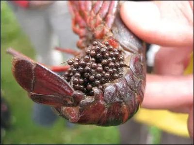 Quel animal n'est pas un crustacé ?