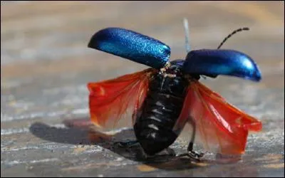 Quel insecte n'est pas un coléoptère ?