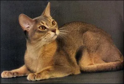 Lequel est le chat de race Bengal ?