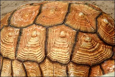 Quelle tortue n'est pas une tortue de mer ?