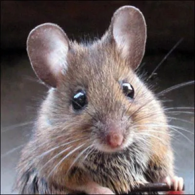 Certaines personnes ont peur des souris, elles sont si mignonnes, reconnaissez-vous la souris commune d'Europe ?