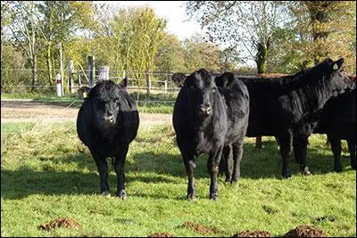 Quelle vache est la charolaise ?