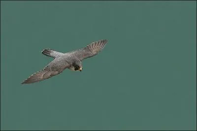 Et le grand medaill de la vitesse est le Faucon plerin ! En vol piqu il peut aller jusqu' ....
