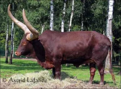 Le boeuf Watussi possde les plus longues cornes ! Elles mesurent ...