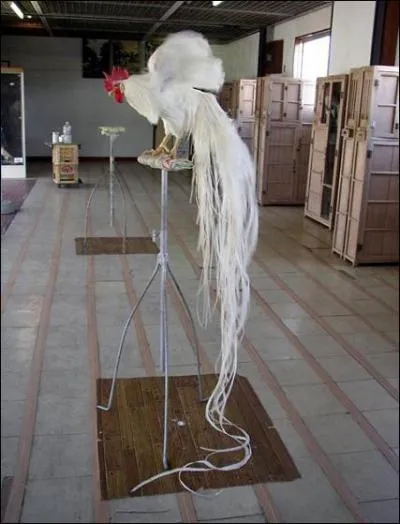 Quand aux plus grandes plumes, c'est le coq Phoenix ! Ses plumes mesurent ...