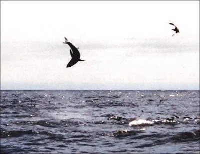 Dans l'eau, c'est le requin mako qui excute les plus grand saut ! La hauteur de son saut peut atteindre ......
