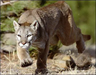 Et sur Terre c'est le puma qui excute le plus haut saut ! Il peut atteindre ....
