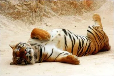 Suivit du tigre qui peut atteindre .....