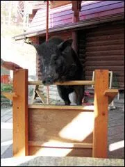 Drle: le plus haut saut ralis par un porc est de ....