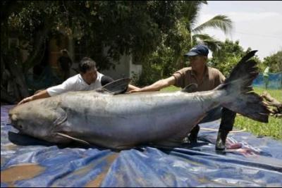 En 2005, des pcheurs ont pech le plus gros poisson chat jamais pch ! Il pesait ....