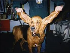Et sur un chien, les plus longues oreilles ont mesur ....
