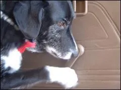 Insolite: le chien le plus rapide (et surement le seul !!!) a drouler une fentre de voiture ! il a mis .....