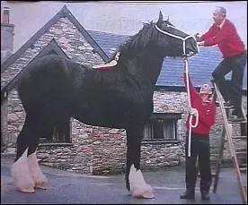 Le plus grand cheval au monde mesure ... au garrot !!