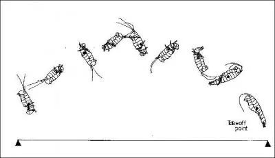 Pour sa taille, la puce est l'animal qui peut sauter le plus haut !