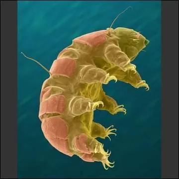 L'animal au sommeil le plus lourd est le tardigrade !! Il peut se mettre en sommeil durant ...
