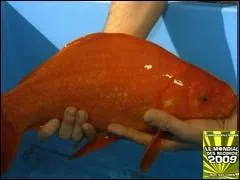 La taille 'normale' d'un poisson rouge est de 12  25 cm, mais le plus grand mesure ....