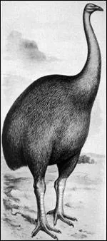Le plus gros oiseau au monde est le moa. il peut mesurer jusqu' .....