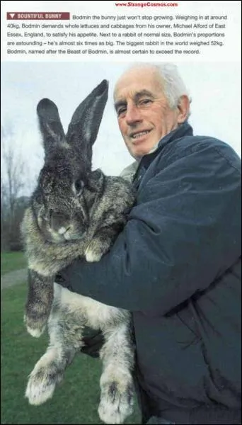 Le plus gros lapin au monde pse ...