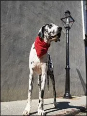 Le plus grand chien est un Dannois qui mesure .... :