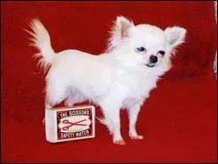 Quand au plus plus petit chien du monde, c'est un chihuahua qui mesure: