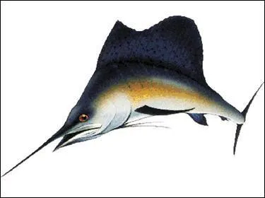 Dans l'eau, le plus rapide est le voilier. il peut aller jusqu':