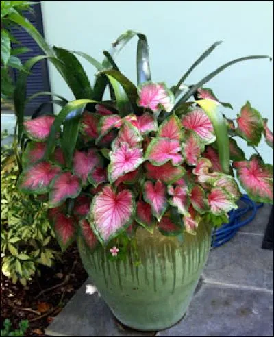 Combien de plantes vertes avez-vous dans votre appartement ?