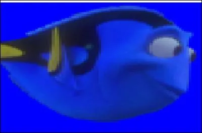 Qui est ce poisson bleu à la mémoire trouble ?