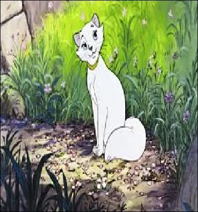 Qui est cette merveilleuse et magnifique chatte ?