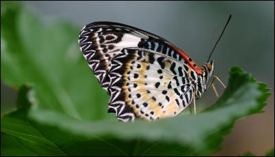 Comment les papillons retrouvent-ils leur poudre d'ailes ?