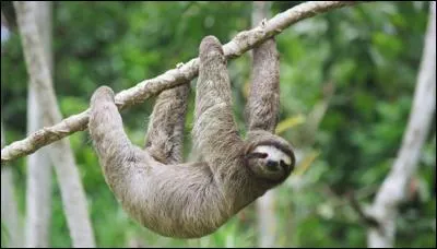 Que mangent les paresseux ?