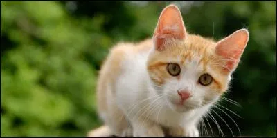 Pourquoi les chats et les chatons chassent-ils les boules de laine ?