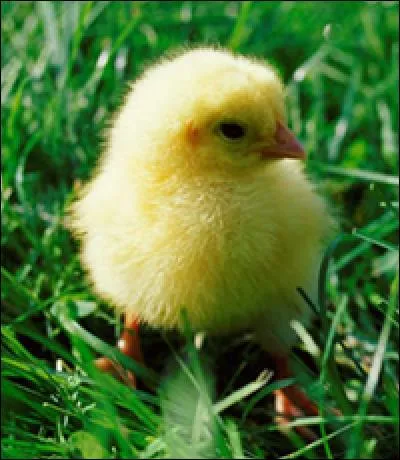 Que deviennent les poussins en grandissant ?