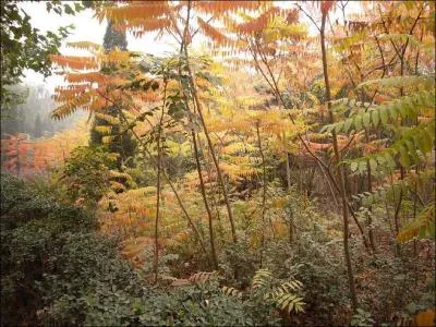 Quelle est la zone climatique de cette image ?