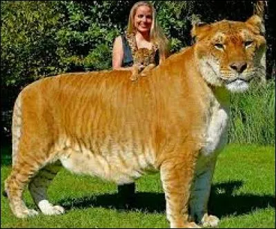 Comment l'appelle-t-on et quel est son croisement ?