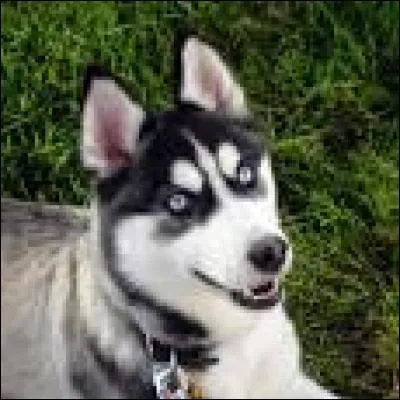 La race ici présentée est le :