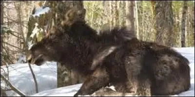 Quel insecte peut vous transmettre la maladie de Lyme ?