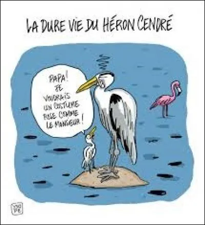 "H" comme "héron". Saurez-vous reconnaitre cet oiseau échassier ?