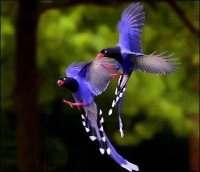 Dans ce film de 1980, vous pouvez entendre : Oui, l'amour fait mal : comme les grands oiseaux rapaces, il plane au-dessus de nous, il s'immobilise et nous menace !