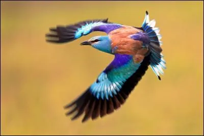 N'oubliez pas les paroles : Ouvrez, ouvrez la cage aux oiseaux ...