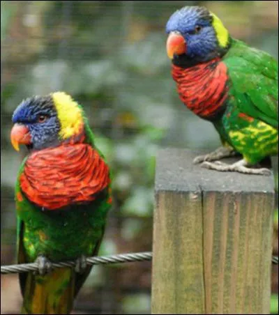 Dans quel film avez-vous pu entendre : Quand on tue un poulet, c'est fou ce qu'il y a de parties de poker qui s'organisent chez les voyous ?