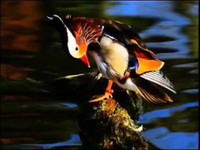 Terminez la citation : Si les oiseaux se cachent pour mourir, force est de constater ...