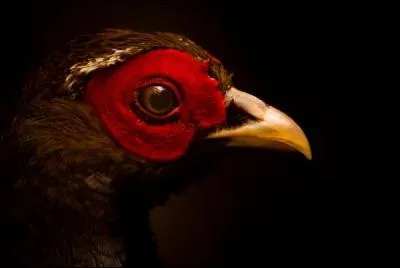 Trouvez les paroles de la chanson "L'Oiseau Rare", de Sylvie Vartan !