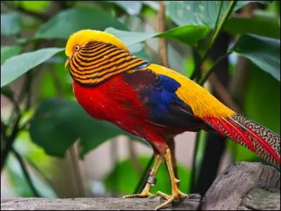 Jacques Brel : Il faut écouter l'oiseau au fond des bois, le murmure de l'été, ...