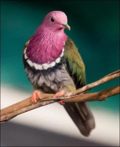 Qui a dit : Si on enlevait l'air du ciel, tous les oiseaux tomberaient par terre ?